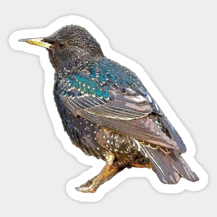 Starling Sticker